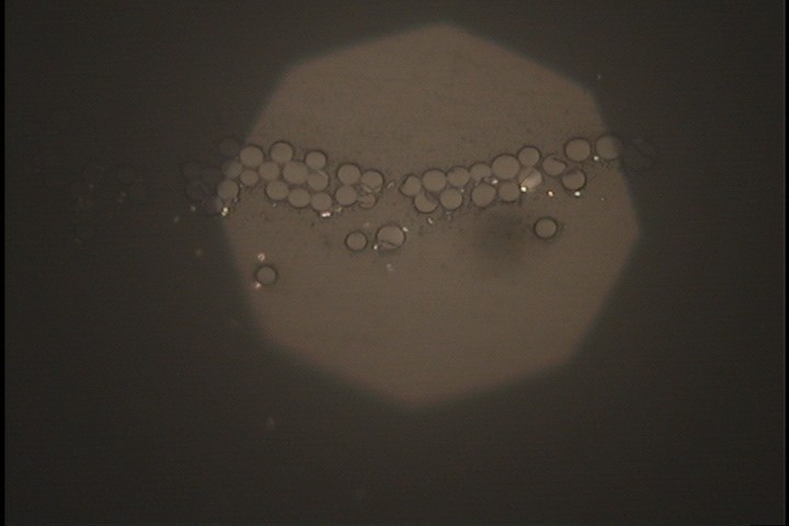 CASE 005 金相組織圖